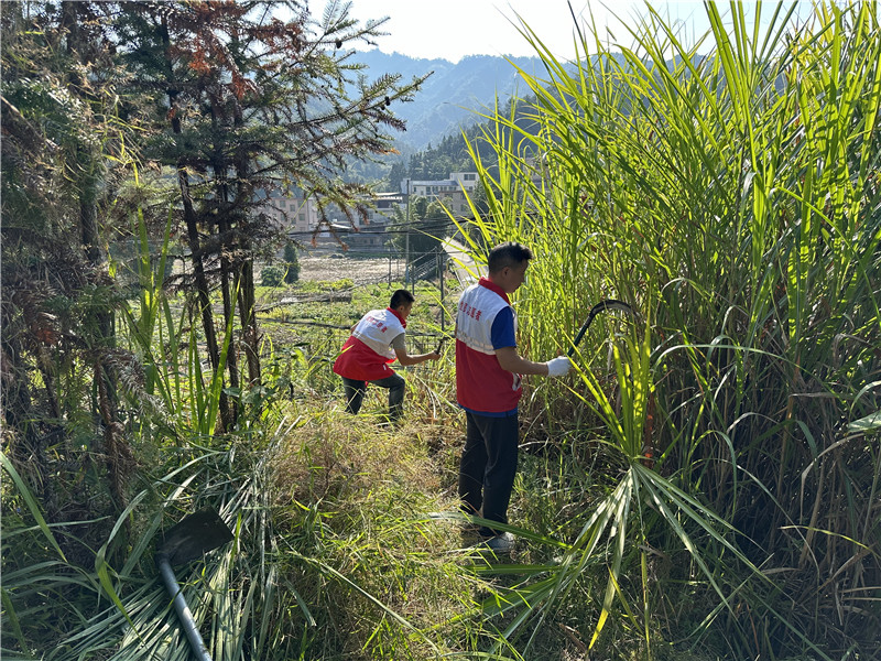 清理雜草.jpg