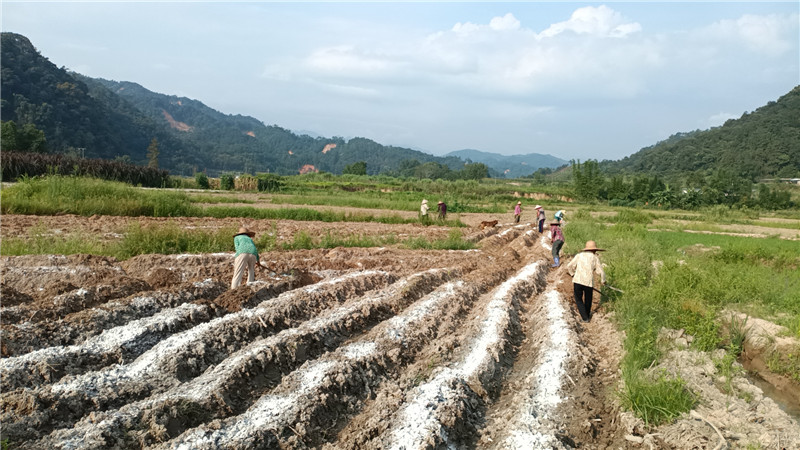 村民在梁屋村起壟、清除雜草.jpg