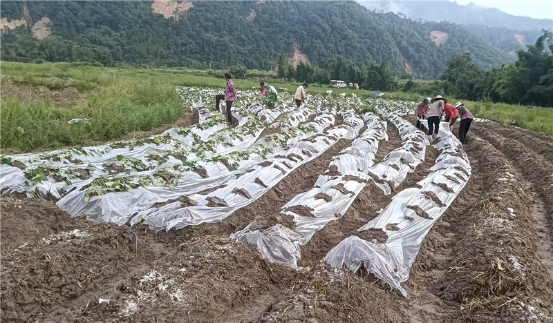 覆地膜栽種薯苗，防除雜草，保溫保濕.jpg