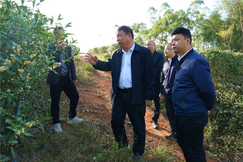 區委書記張廣暉到龍歸鎮調研茶產業發展和特色農產品精深加工工作