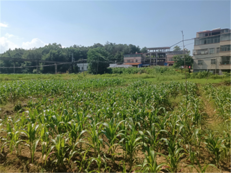 田心村撂荒地復耕復種后.jpg